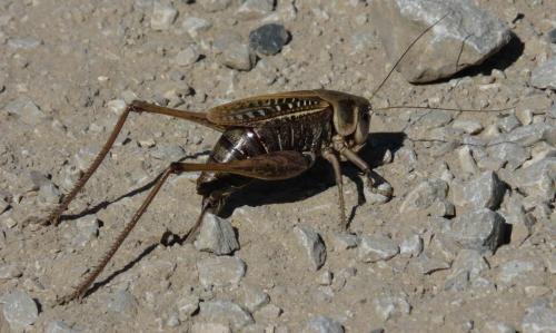 Réf. 241 286 : Decticus verrucivorus verrucivorus